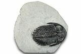 Bargain, Hollardops Trilobite Fossil - Ofaten, Morocco #287455-2